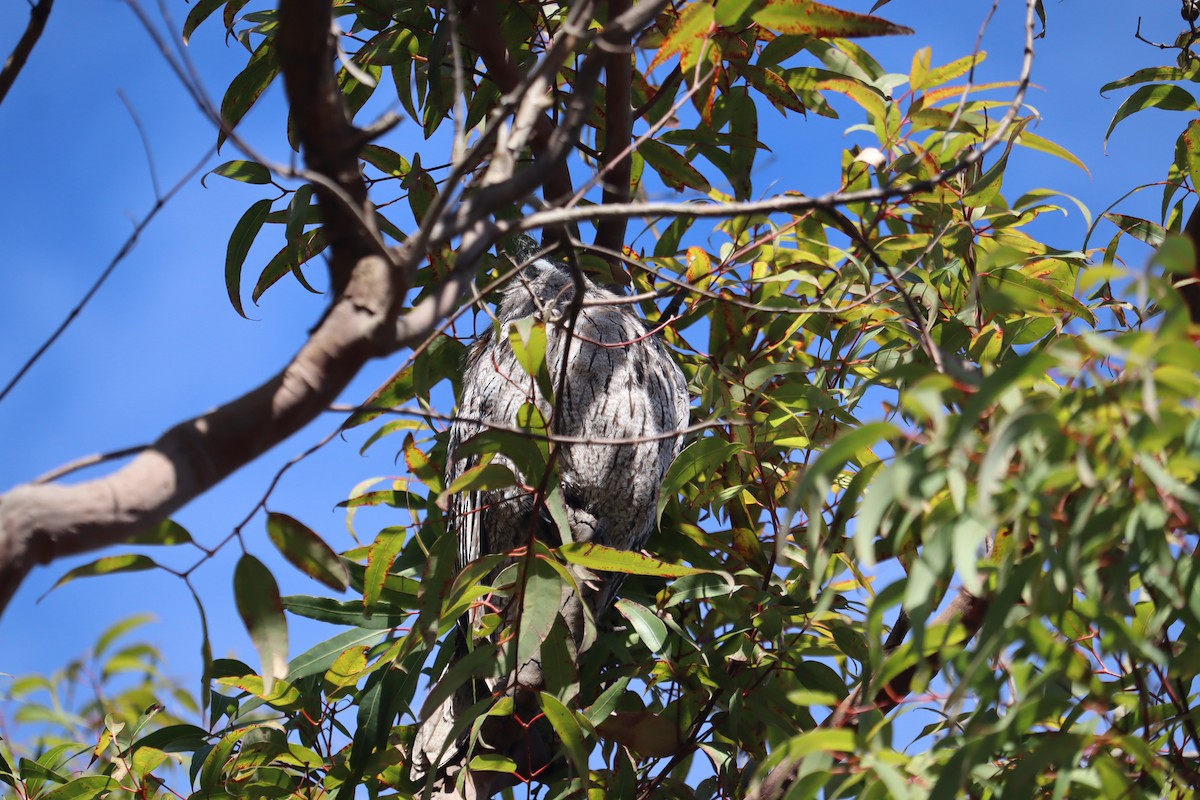 Tawny Frogmouth - ML641542794