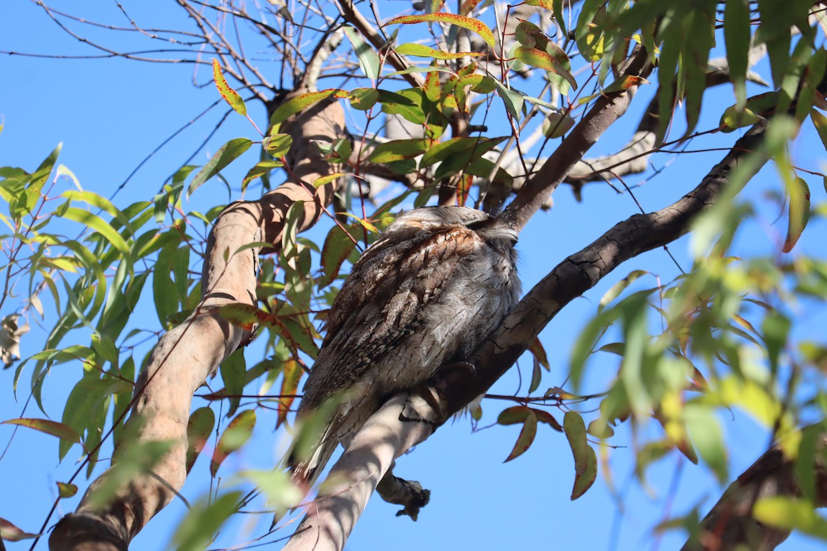Tawny Frogmouth - ML641542795