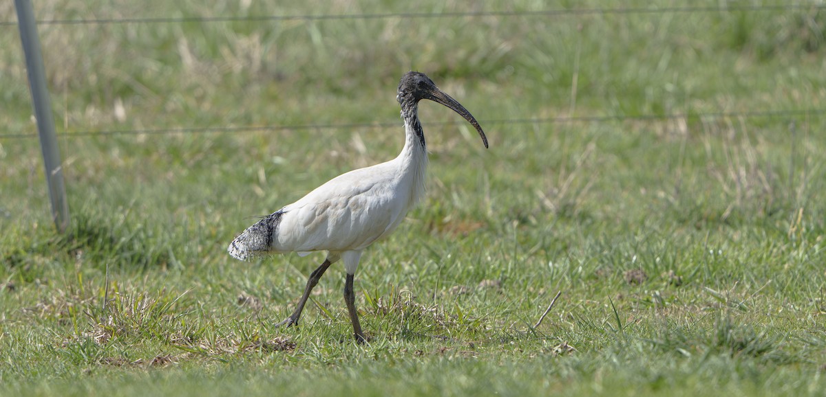 Australian Ibis - ML641542814