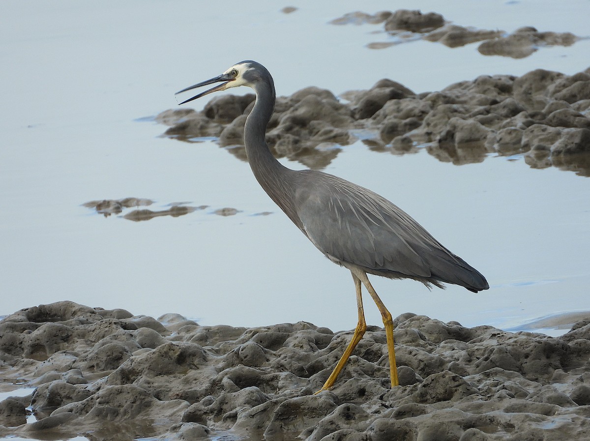 White-faced Heron - ML641542819