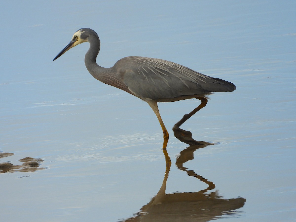 White-faced Heron - ML641542821