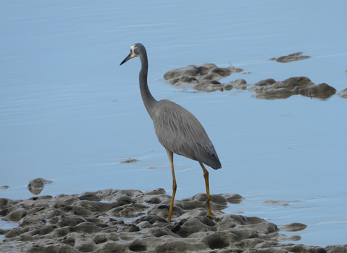 White-faced Heron - ML641542824