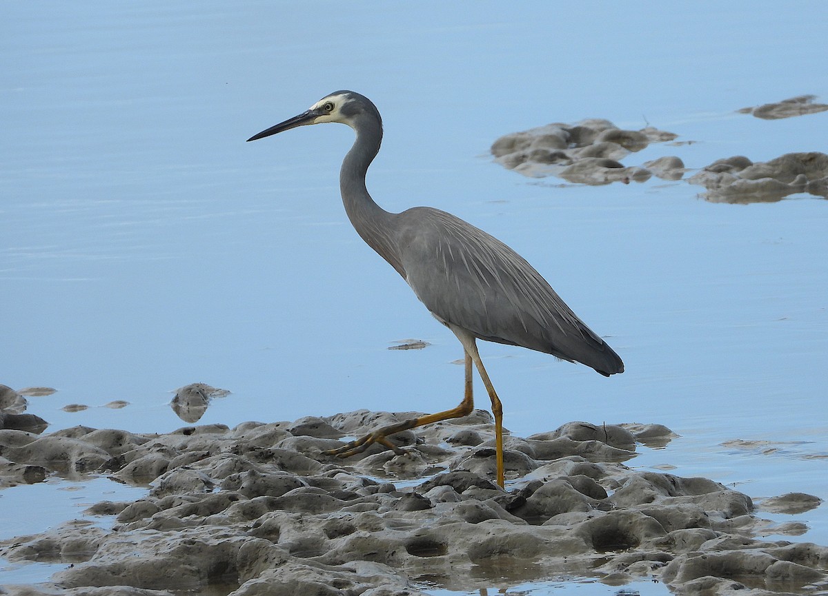 White-faced Heron - ML641542825