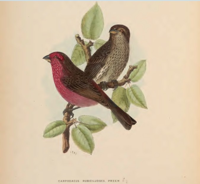 Streaked Rosefinch - ML641542890