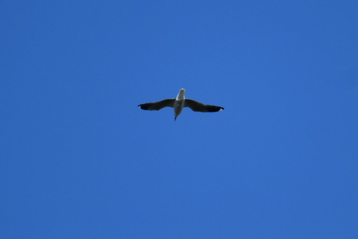 Mouette argentée - ML641542893