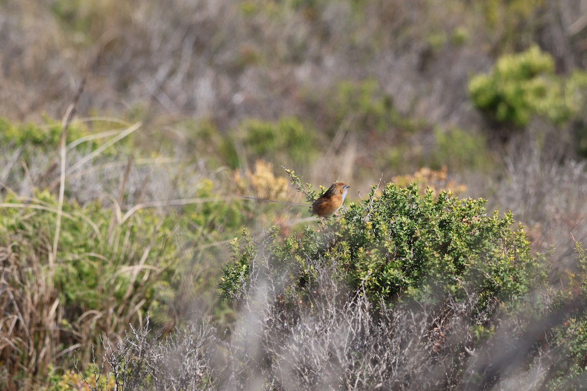 Southern Emuwren - ML641542900
