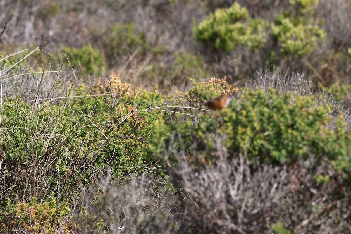 Southern Emuwren - ML641542902