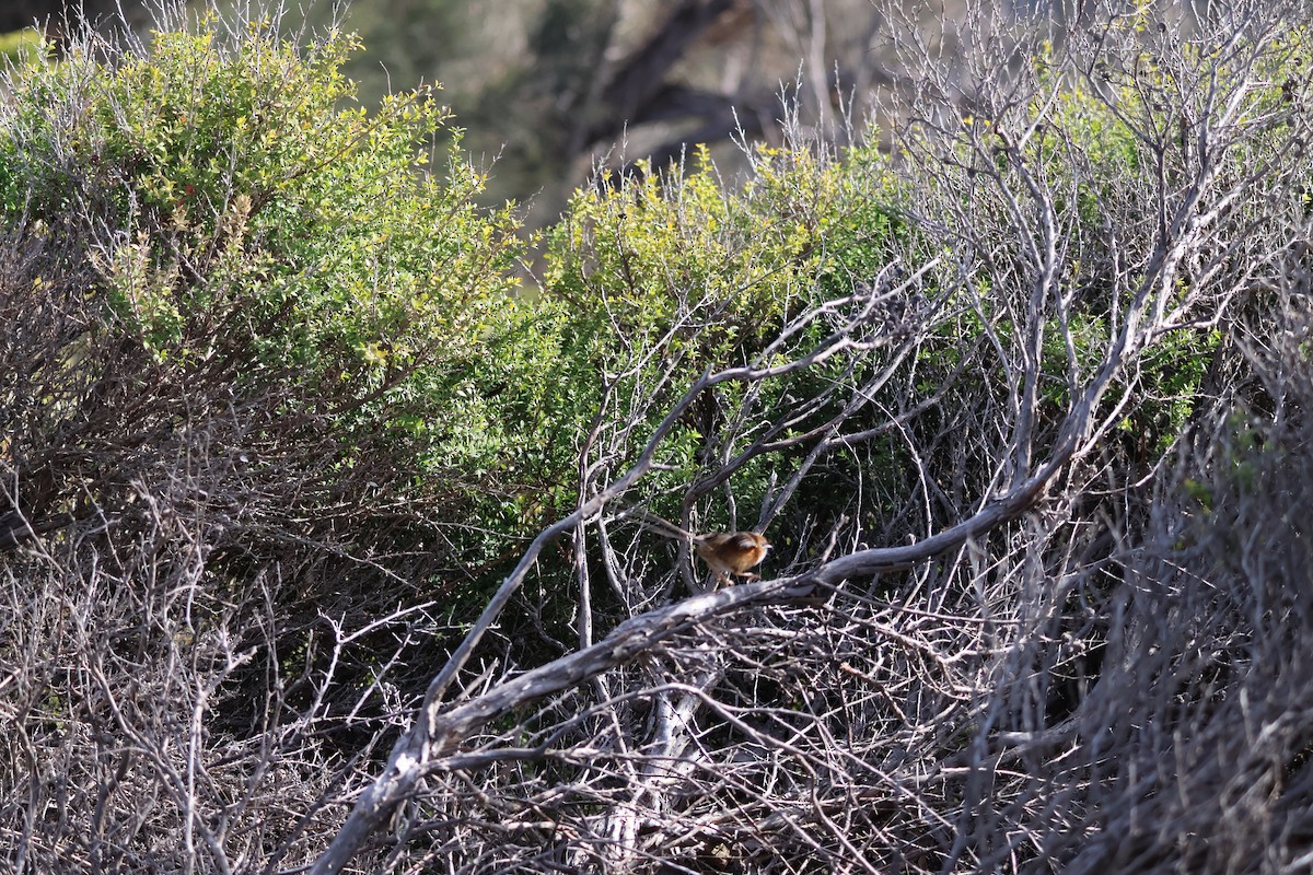 Southern Emuwren - ML641542904