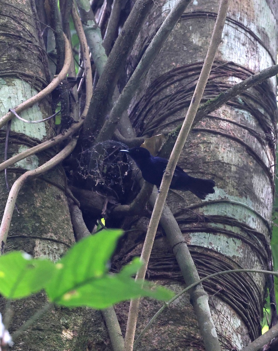 Velvet Flycatcher (Velvet) - ML641542917