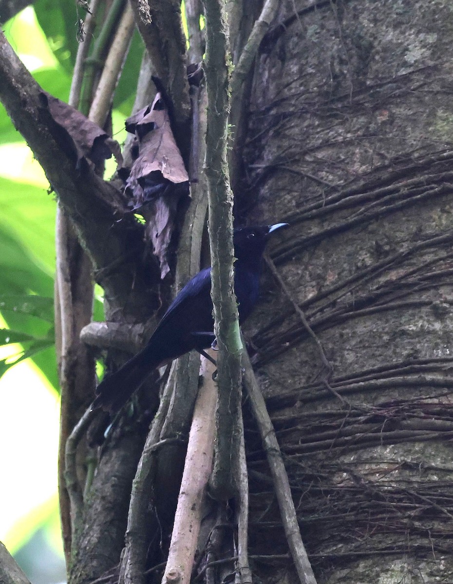 Velvet Flycatcher (Velvet) - ML641542926