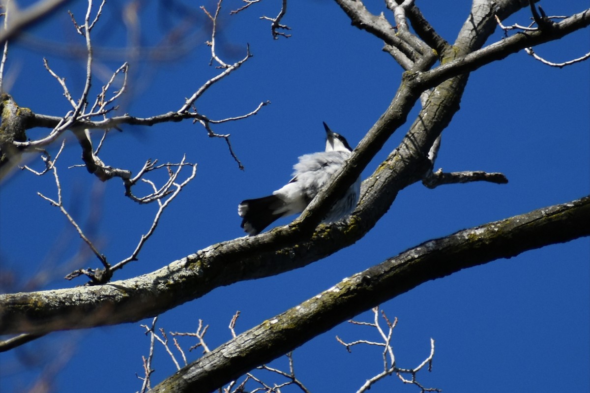Gray Butcherbird - ML641542952