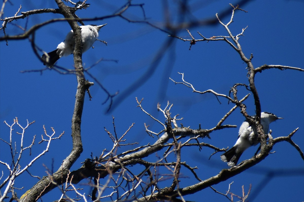 Gray Butcherbird - ML641542954