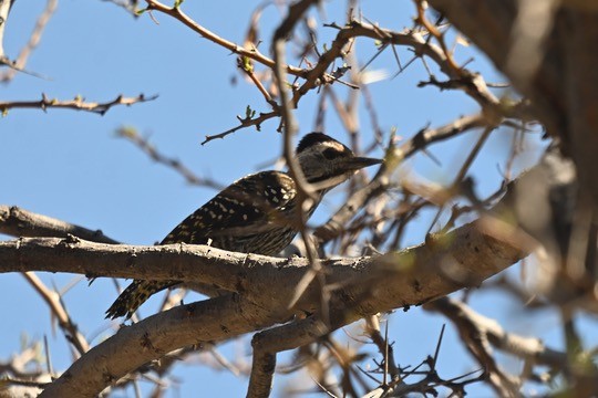Cardinal Woodpecker - ML641542991