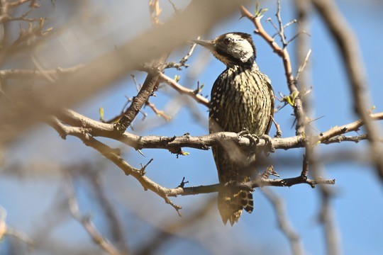 Cardinal Woodpecker - ML641542992