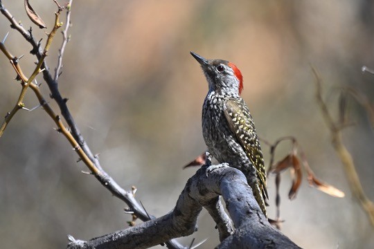Cardinal Woodpecker - ML641542993