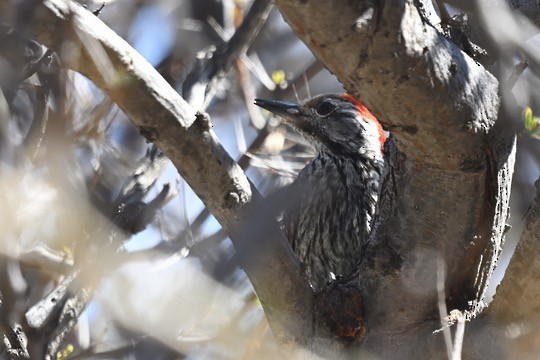 Cardinal Woodpecker - ML641542994