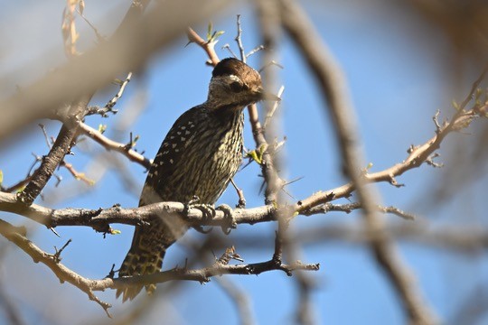 Cardinal Woodpecker - ML641542995