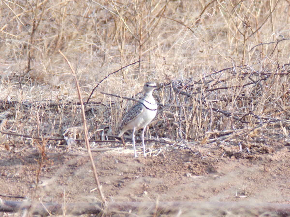 Double-banded Courser - ML641543038