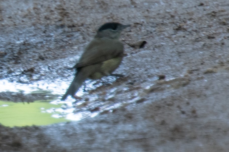 Eurasian Blackcap - ML641543047