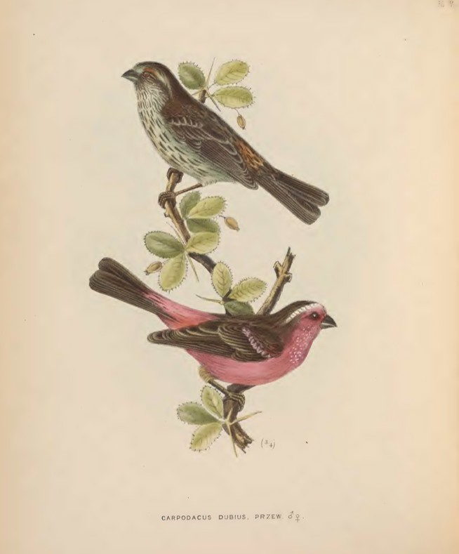Çin Çütresi - ML641543085