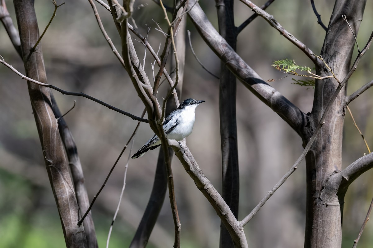 White-winged Triller - ML641543112