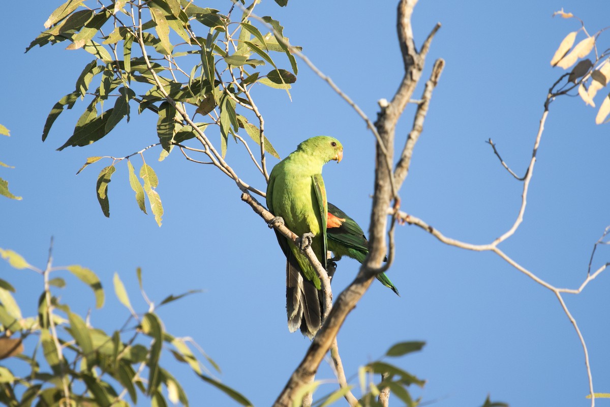 ハゴロモインコ - ML641543116