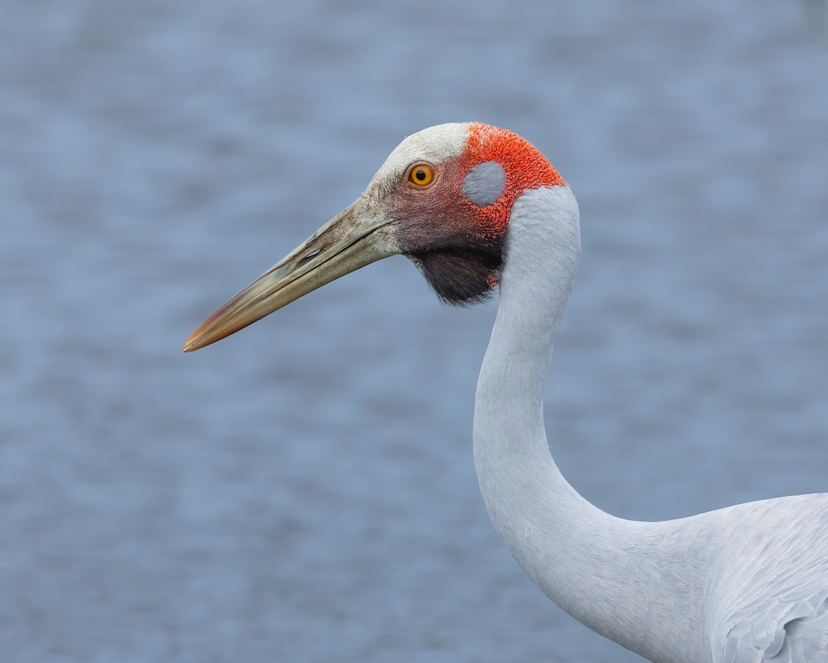 Brolga - ML641543118
