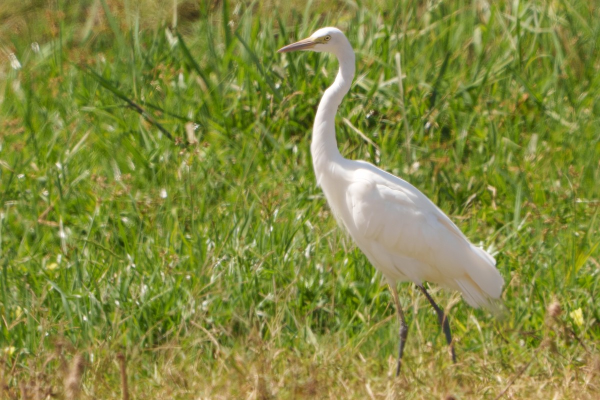 Yellow-billed Egret - ML641543131