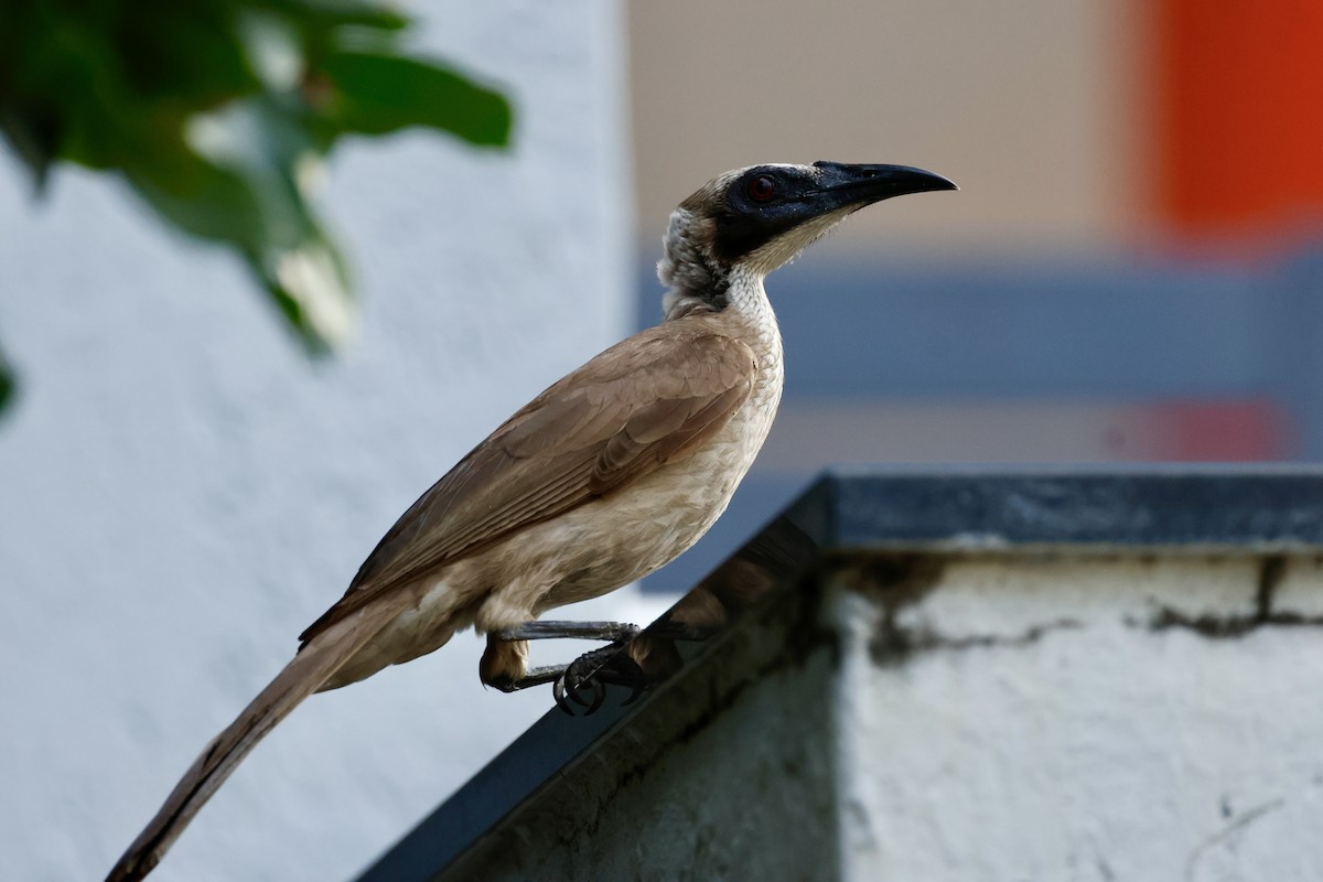 Helmeted Friarbird - ML641543153
