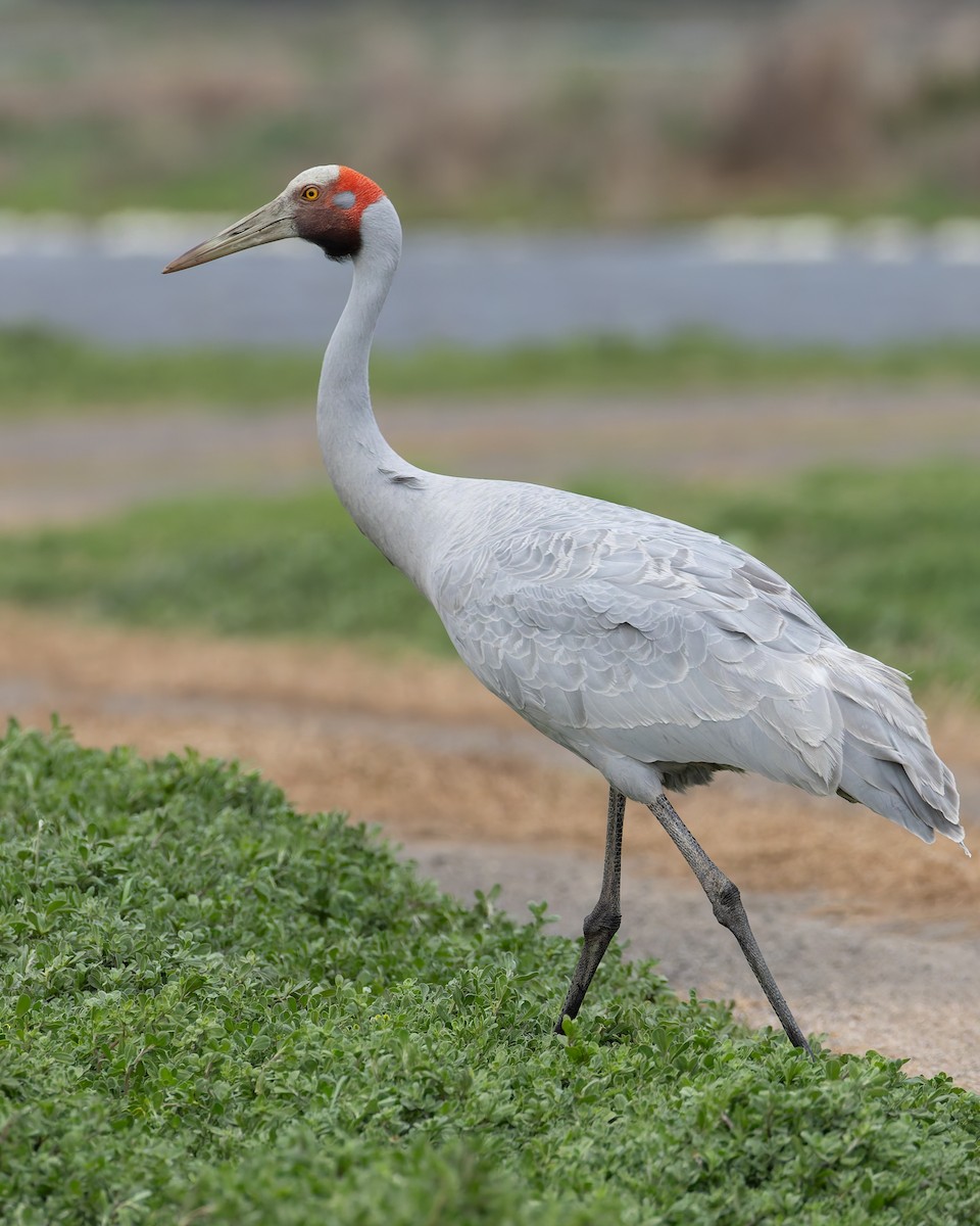 Brolga - ML641543163