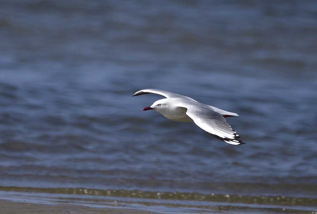 Mouette argentée (novaehollandiae/forsteri) - ML641543169