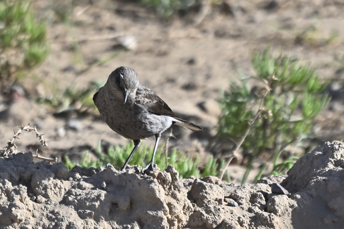 Mountain Chat - ML641543176
