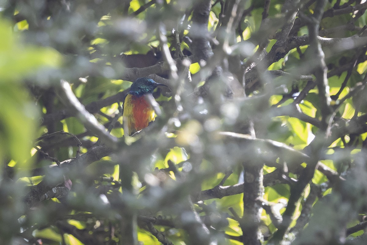 Regal Sunbird - ML641543179