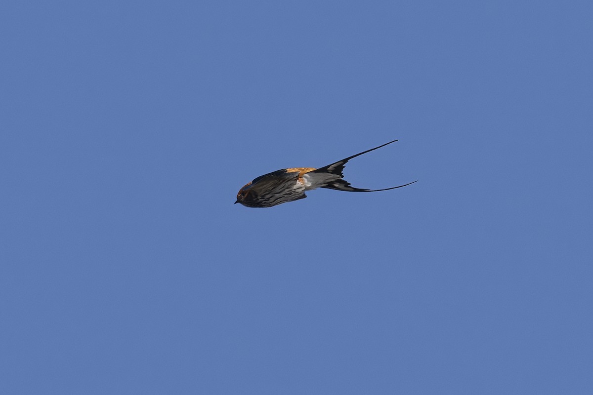 Lesser Striped Swallow - ML641543197
