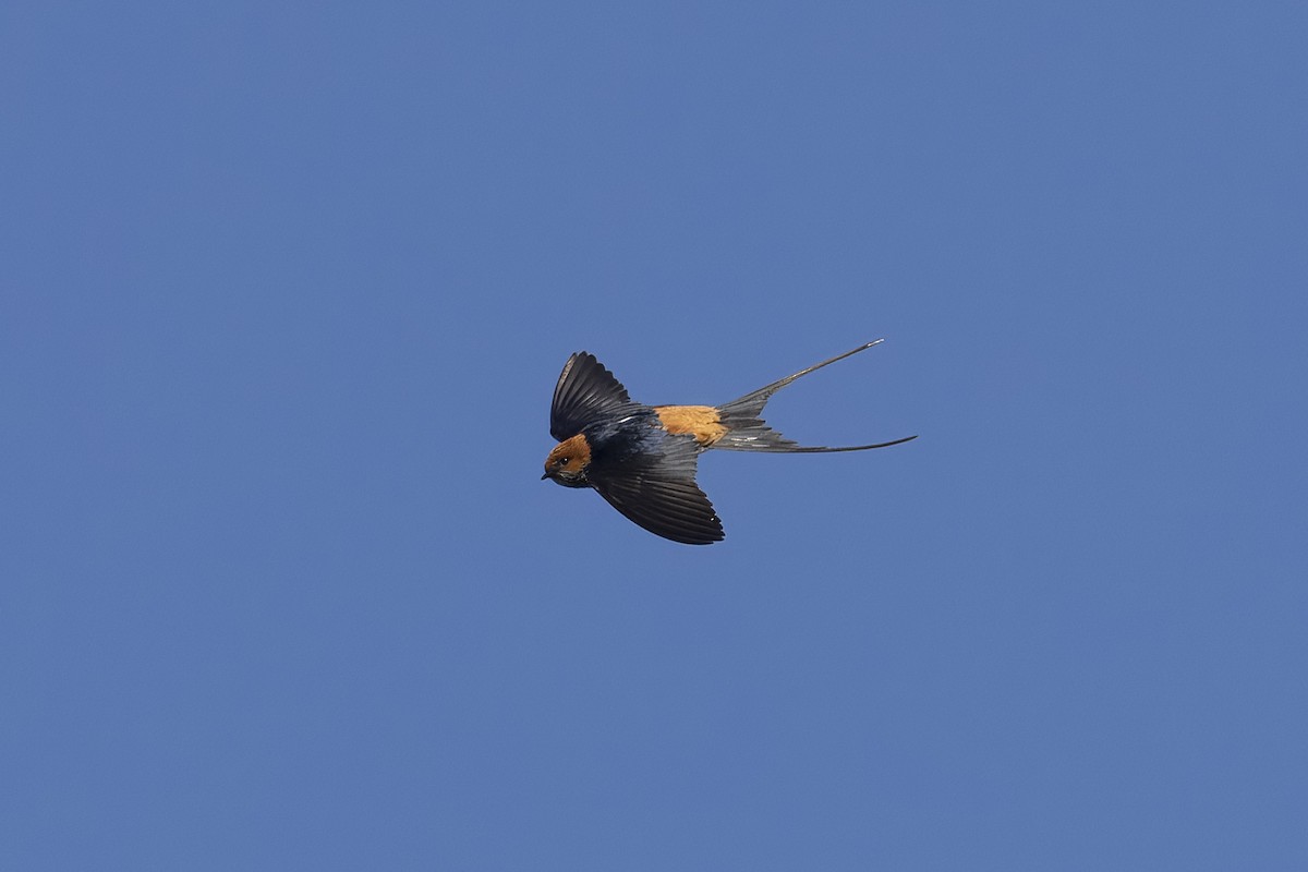 Lesser Striped Swallow - ML641543198