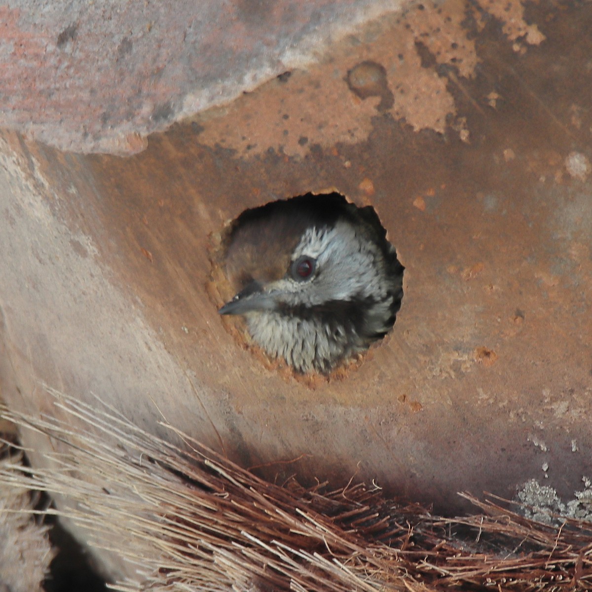 Cardinal Woodpecker - ML641543219