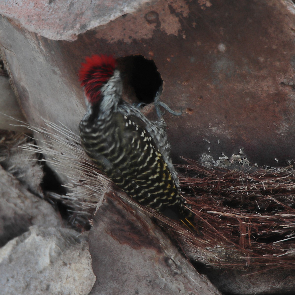 Cardinal Woodpecker - ML641543220