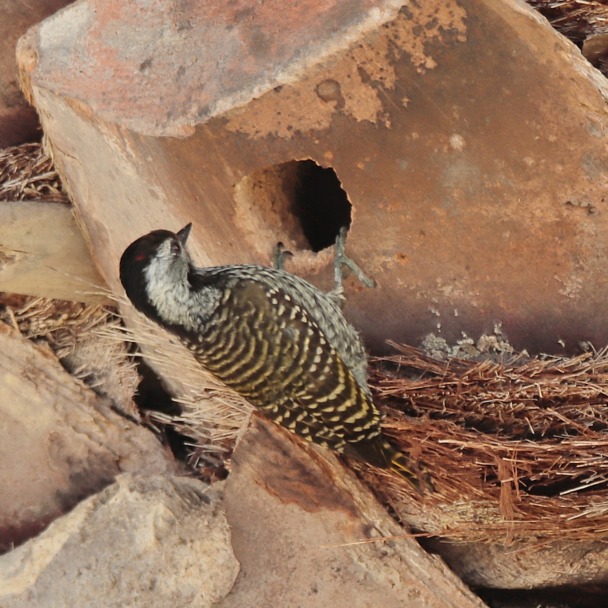 Cardinal Woodpecker - ML641543221