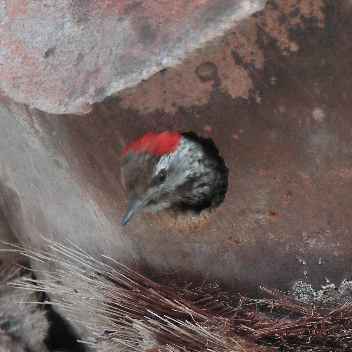 Cardinal Woodpecker - ML641543222