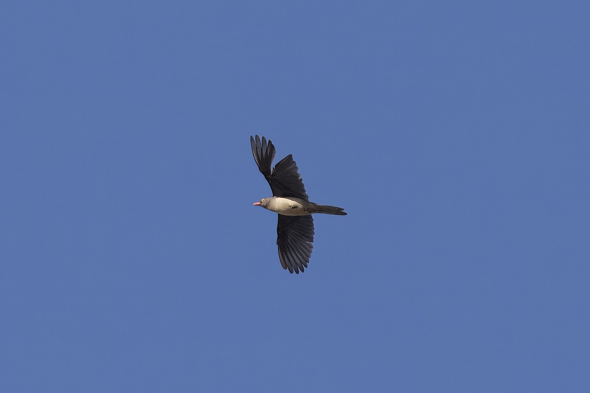 Red-billed Oxpecker - ML641543226