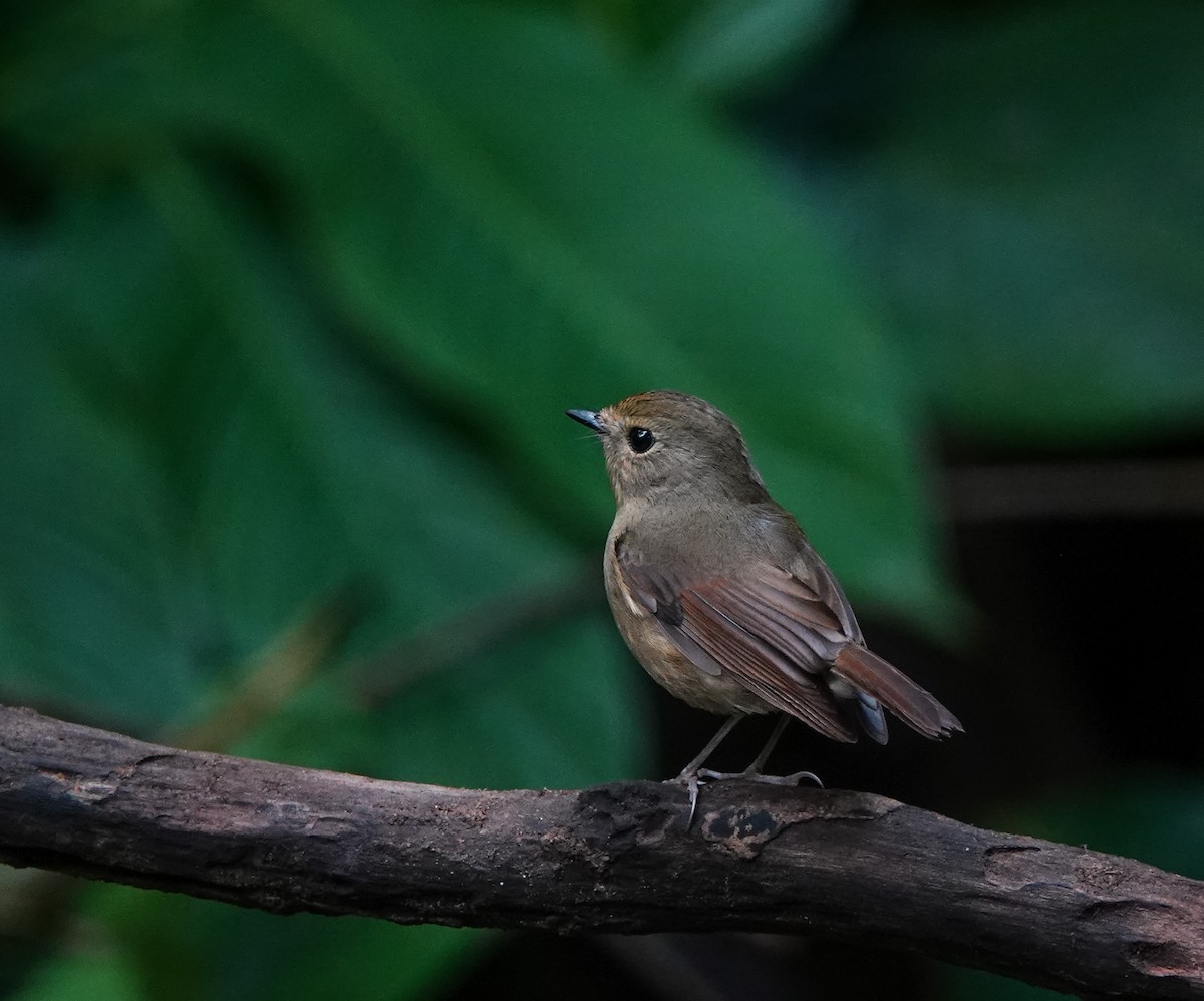 Snowy-browed Flycatcher - ML641543252
