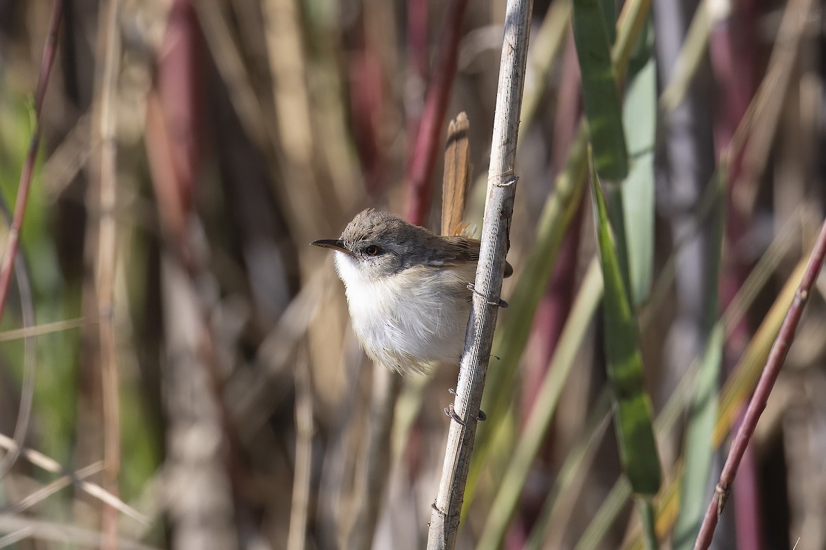 Tawny-flanked Prinia - ML641543289