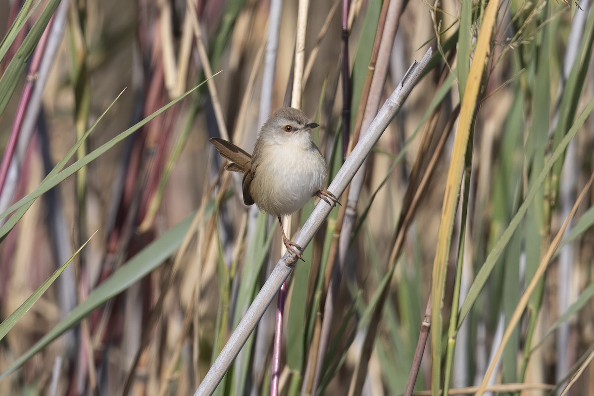 Tawny-flanked Prinia - ML641543290