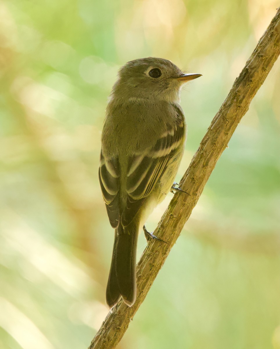 Empidonax sp. - ML641543375