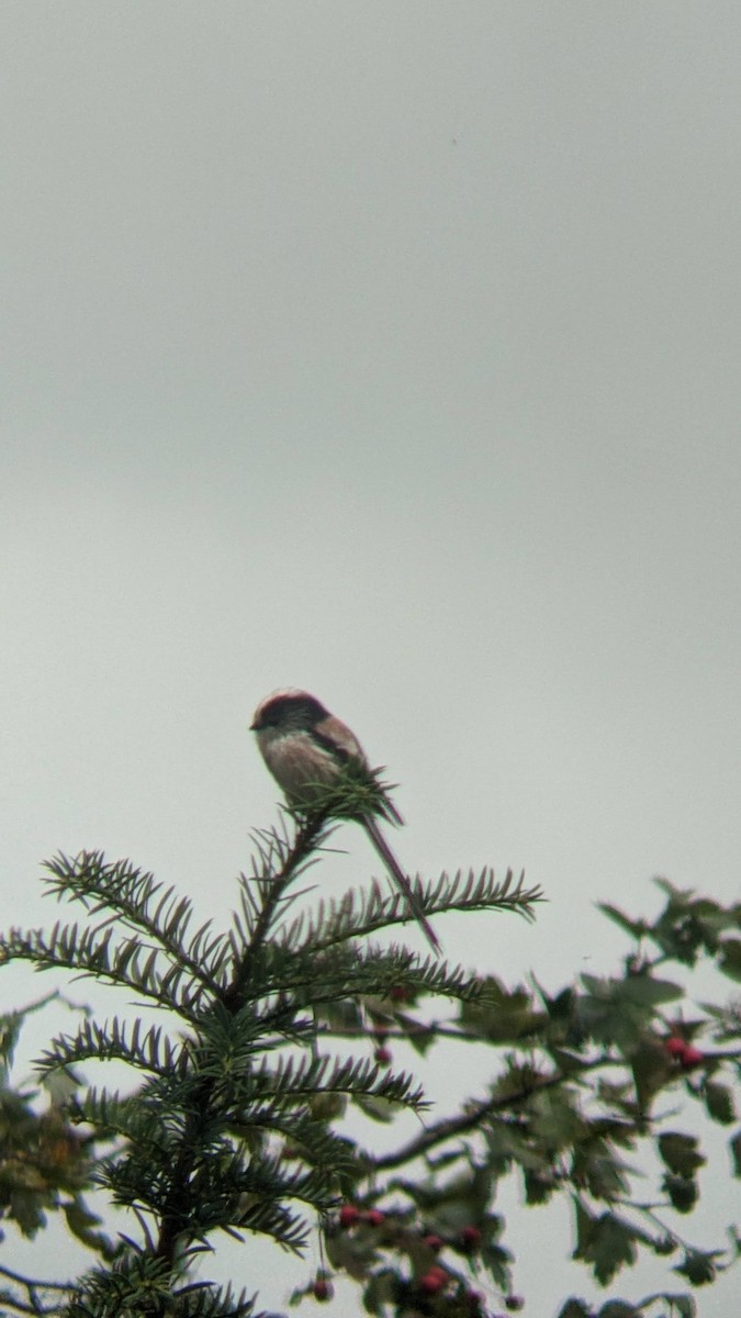 Long-tailed Tit - ML641543397