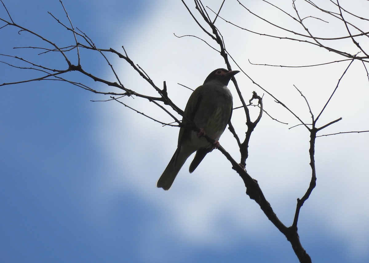 Australasian Figbird - ML641543419