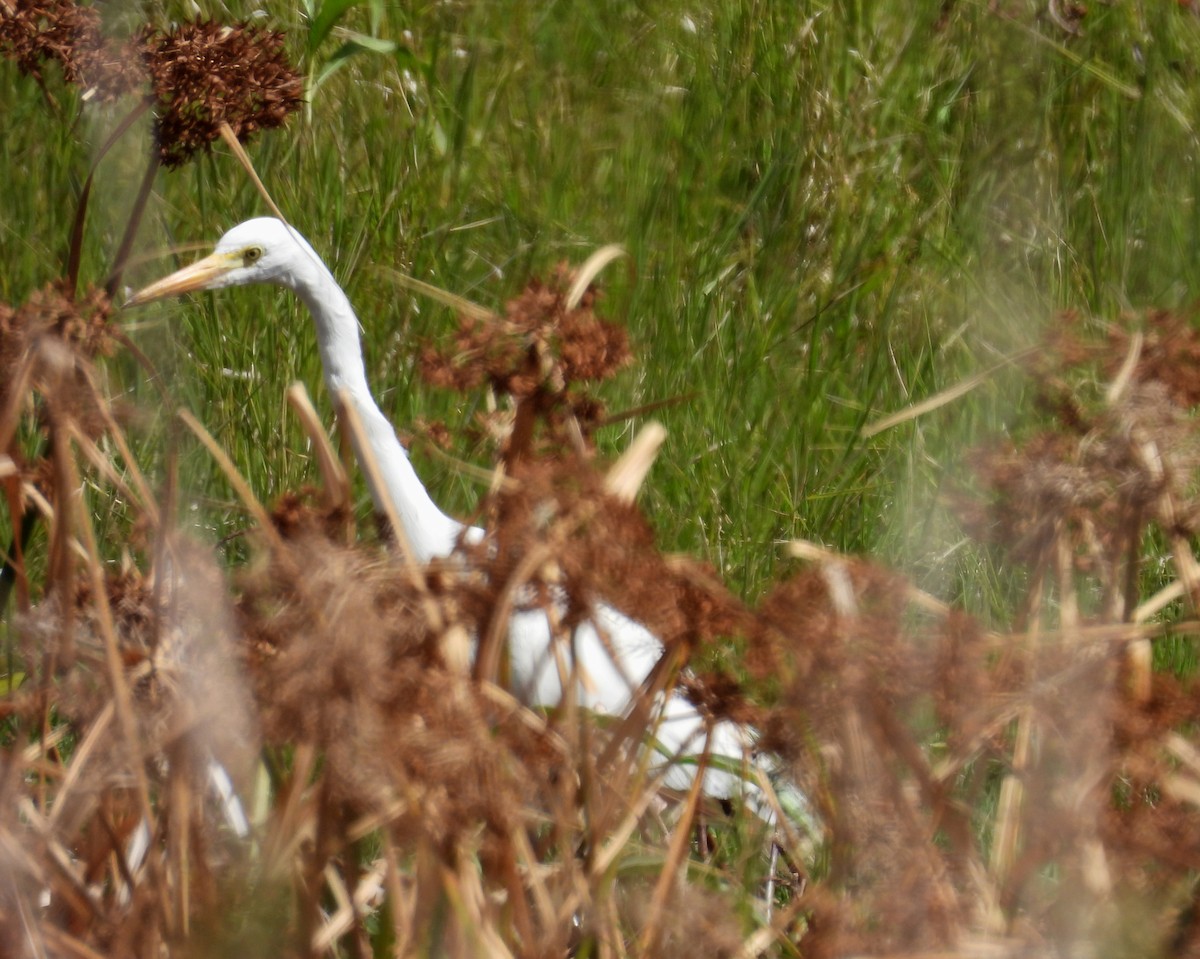 Plumed Egret - ML641543425