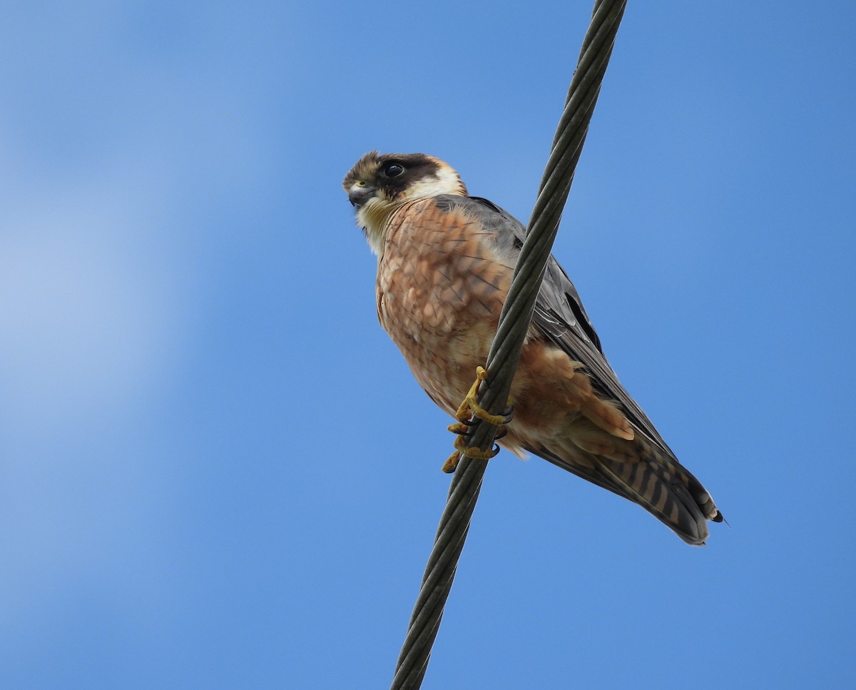 Australian Hobby - ML641543438