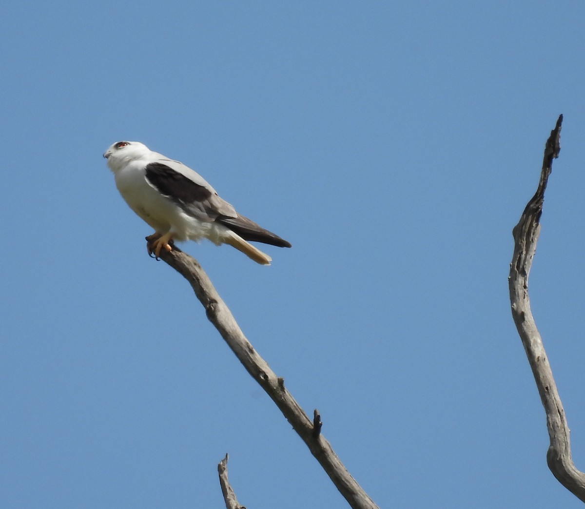 Black-shouldered Kite - ML641543443