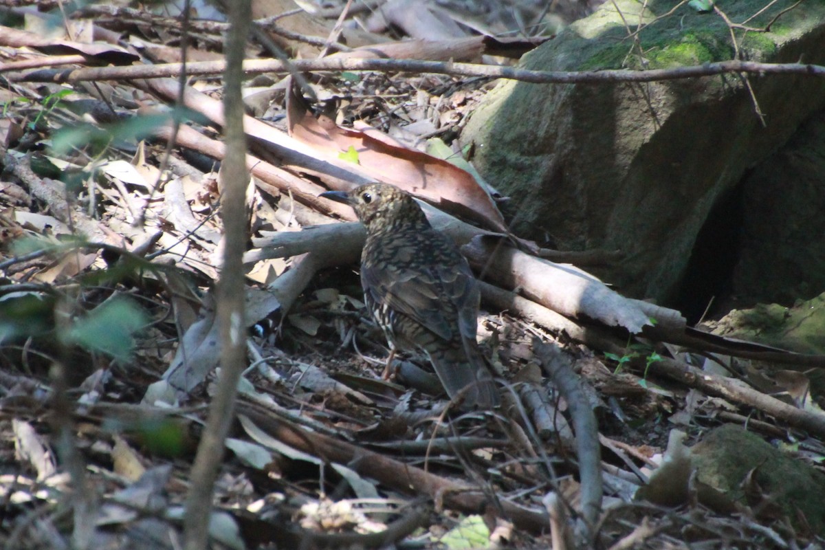Bassian Thrush - ML641543445